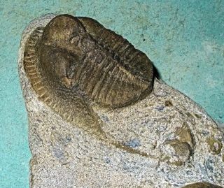 Rare Complete 5cm Nankinolithus Sp.  W.  Both Genal Spines: U.  Ordovician,  Morocco