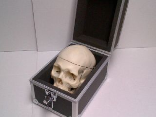 Real human skull carrying case 2