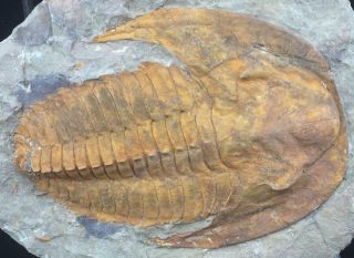 Real & Perfect Andalusiana Trilobite Fossil From Morocco (s2)