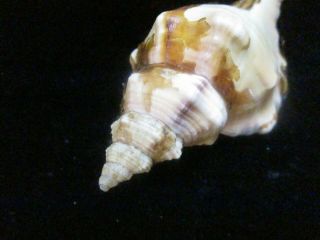 Cymatium tigrinum 84 mm for the species,  w/p cheapest on Ebay 3