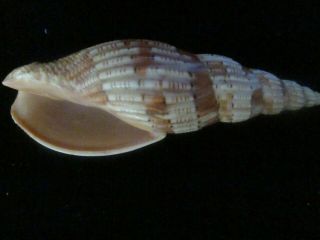 Voluta lyraeformis 103 mm unusual close to gem,  an shell don ' t miss this 2