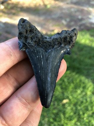 ANGUSTIDENS Fossil Shark Teeth Large 2 5/8 Cooper River Megalodon Ancestor 2