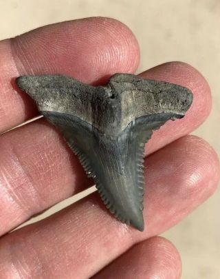 Large 1 3/4” Hemipristis Venice Florida Fossil Shark Tooth Teeth Megalodon Era