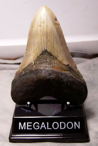 Megalodon Tooth 5 3/8 " Shark Teeth Fossil Jaw Megladon Diver Meg Giant W/display