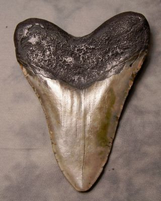 megalodon tooth 5 3/8 