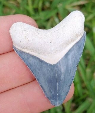 Bone Valley Megalodon Shark Tooth 1.  95 "
