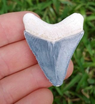 Bone Valley Megalodon Shark Tooth 1.  95 