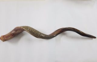 Shofar For Yemenite Kudu Horn Chofar 50 " - 127cm Half Natural Very Rare Size