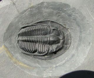 Museum Quality Amecephalus Trilobite Fossil With Predation Scar
