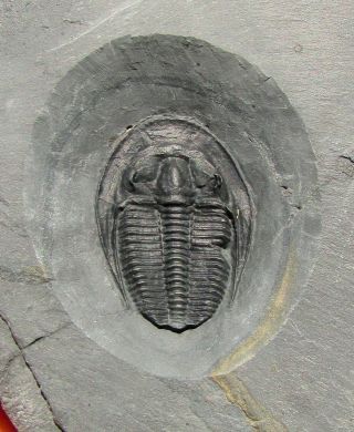Museum Quality Amecephalus trilobite fossil With predation scar 2
