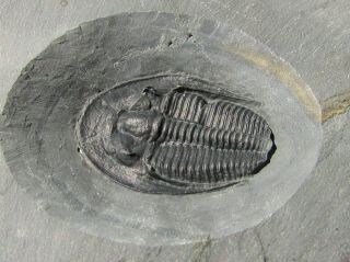 Museum Quality Amecephalus trilobite fossil With predation scar 3