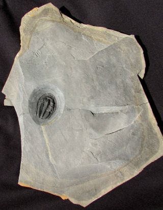 Museum Quality Amecephalus trilobite fossil With predation scar 4