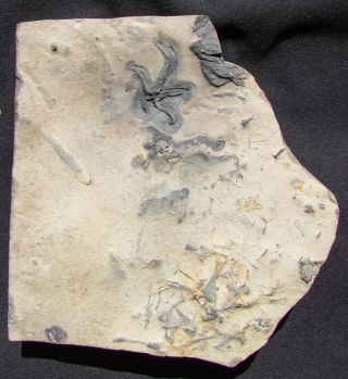 RARE Brittle star echinoderm fossil Walcott - Rust Quarry 3