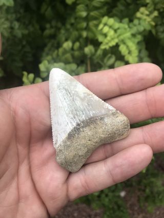 Large Fossil Great White Shark Tooth