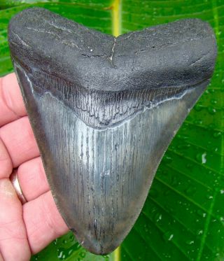 Megalodon Shark Tooth 4 & 5/16 In.  Real Fossil - Jaw - No Restorations