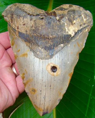 Megalodon Shark Tooth Over 5 & 3/4 In.  Huge Size - 1 Pound - No Restorations