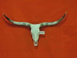 Steer Skull Mounted Horns Cow Bull Longhorns 4 Ft 5 In Skull 1843 Taxidermy