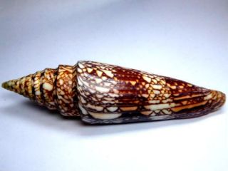 Seashell,  Conus Milneedwardsi Giant