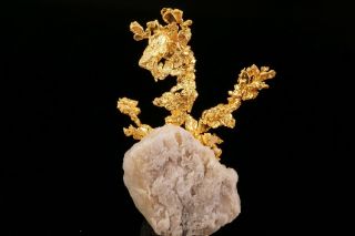 EXTRAORDINARY Native Gold Crystal Cluster on Quartz EAGLES NEST MINE,  CALIFORNIA 10