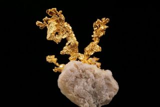 EXTRAORDINARY Native Gold Crystal Cluster on Quartz EAGLES NEST MINE,  CALIFORNIA 11