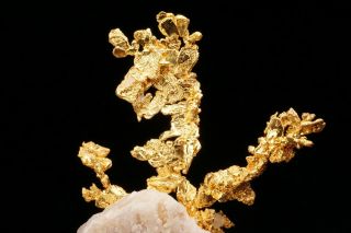 EXTRAORDINARY Native Gold Crystal Cluster on Quartz EAGLES NEST MINE,  CALIFORNIA 12
