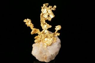 Extraordinary Native Gold Crystal Cluster On Quartz Eagles Nest Mine,  California