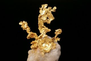 EXTRAORDINARY Native Gold Crystal Cluster on Quartz EAGLES NEST MINE,  CALIFORNIA 2