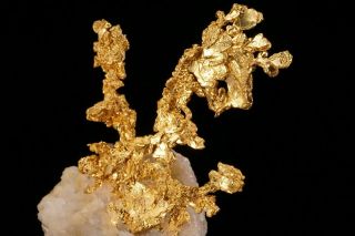 EXTRAORDINARY Native Gold Crystal Cluster on Quartz EAGLES NEST MINE,  CALIFORNIA 3