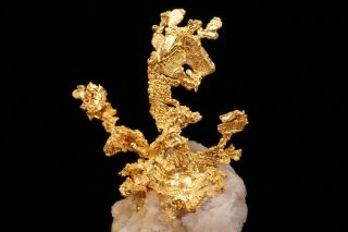 EXTRAORDINARY Native Gold Crystal Cluster on Quartz EAGLES NEST MINE,  CALIFORNIA 4