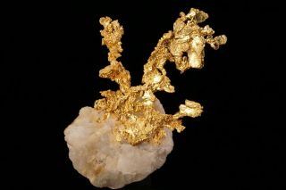 EXTRAORDINARY Native Gold Crystal Cluster on Quartz EAGLES NEST MINE,  CALIFORNIA 5