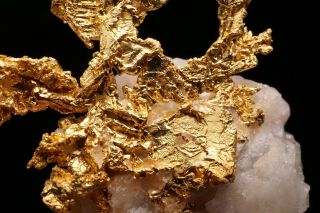 EXTRAORDINARY Native Gold Crystal Cluster on Quartz EAGLES NEST MINE,  CALIFORNIA 6