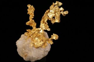 EXTRAORDINARY Native Gold Crystal Cluster on Quartz EAGLES NEST MINE,  CALIFORNIA 7