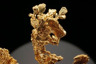 EXTRAORDINARY Native Gold Crystal Cluster on Quartz EAGLES NEST MINE,  CALIFORNIA 8
