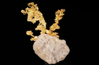 EXTRAORDINARY Native Gold Crystal Cluster on Quartz EAGLES NEST MINE,  CALIFORNIA 9