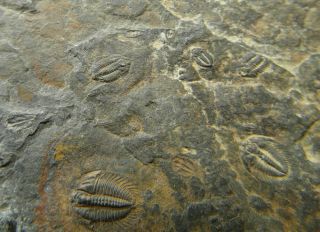 Trilobite Fossil Plate Cambrian 520 Myo - Changaspis,  Duyunaspis,  Balangia