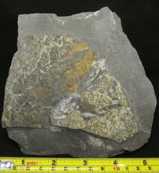 Trilobite fossil plate Cambrian 520 MYO - Changaspis,  Duyunaspis,  Balangia 2