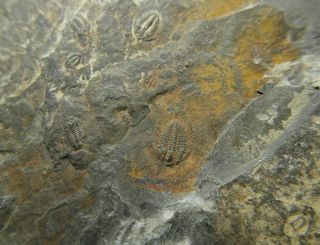 Trilobite fossil plate Cambrian 520 MYO - Changaspis,  Duyunaspis,  Balangia 3