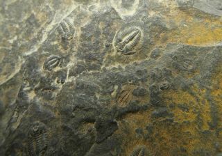 Trilobite fossil plate Cambrian 520 MYO - Changaspis,  Duyunaspis,  Balangia 4