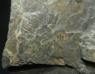 Trilobite fossil plate Cambrian 520 MYO - Changaspis,  Duyunaspis,  Balangia 5
