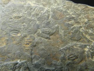 Trilobite fossil plate Cambrian 520 MYO - Changaspis,  Duyunaspis,  Balangia 6