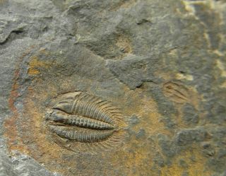 Trilobite fossil plate Cambrian 520 MYO - Changaspis,  Duyunaspis,  Balangia 7