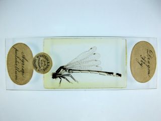 Antique Microscope Slide By W.  Watson.  " Dragon Fly ".  Agrion Pulchellum.