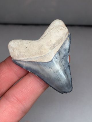“blue Cloud ” Bone Valley Megalodon Shark Tooth Fossil Gem