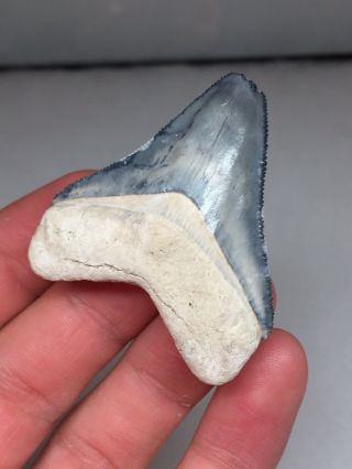 “Blue Cloud ” Bone Valley Megalodon Shark Tooth Fossil Gem 2