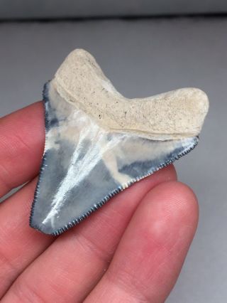 “Blue Cloud ” Bone Valley Megalodon Shark Tooth Fossil Gem 3