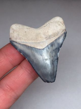 “Blue Cloud ” Bone Valley Megalodon Shark Tooth Fossil Gem 4