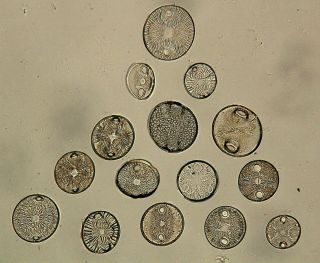 Vintage Microscope Slide By S.  H.  Meakin.  Diatoms.  Genus Slide Of Auliscus.