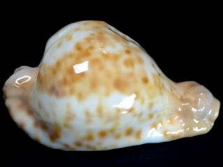 Seashell,  Cowry,  Cypraea Capricornica