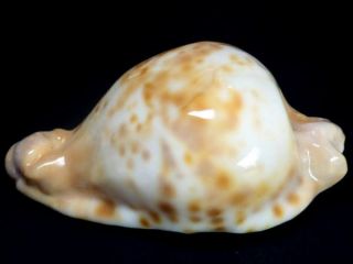 Seashell,  Cowry,  Cypraea Capricornica 2