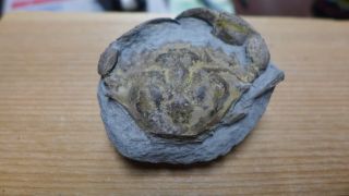 Geological Enterprises Oligocene Fossil Crab Carcinus Araucanus South America